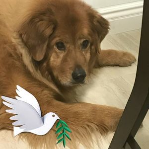 Meet your Posher, Camille